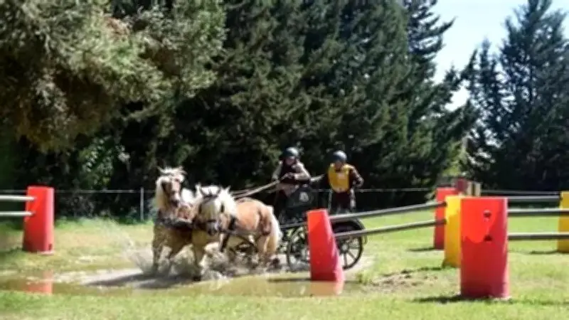 Tresques accueille son 12e concours d'attelage amateur ce week-end
