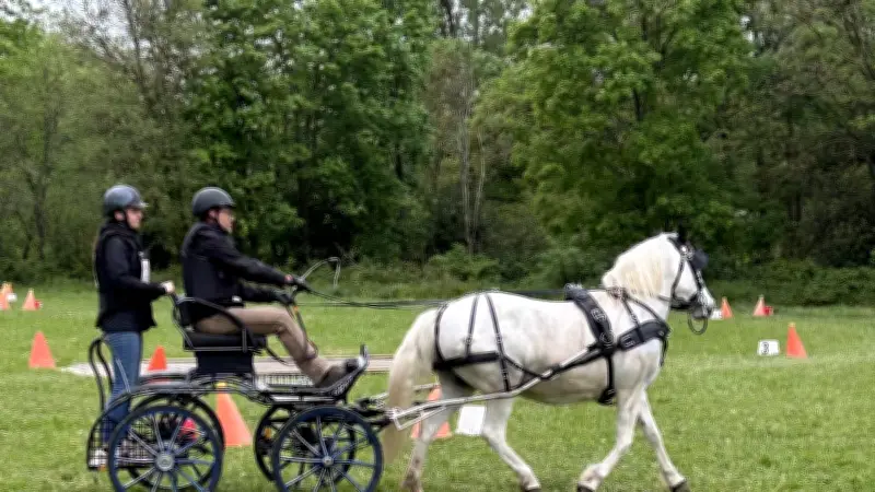 Tresques célèbre l'art de l'attelage équestre lors de son traditionnel concours