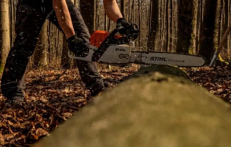 Trois adolescents abattent 21 arbres dans une forêt protégée en Suisse