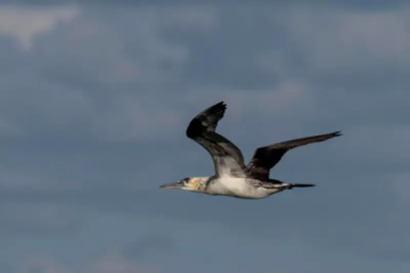 Trois associations attaquent l'État français pour la mortalité massive d'oiseaux marins