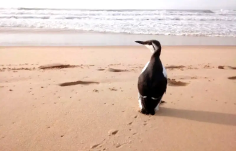 Trois associations attaquent l'État pour non-protection des oiseaux marins
