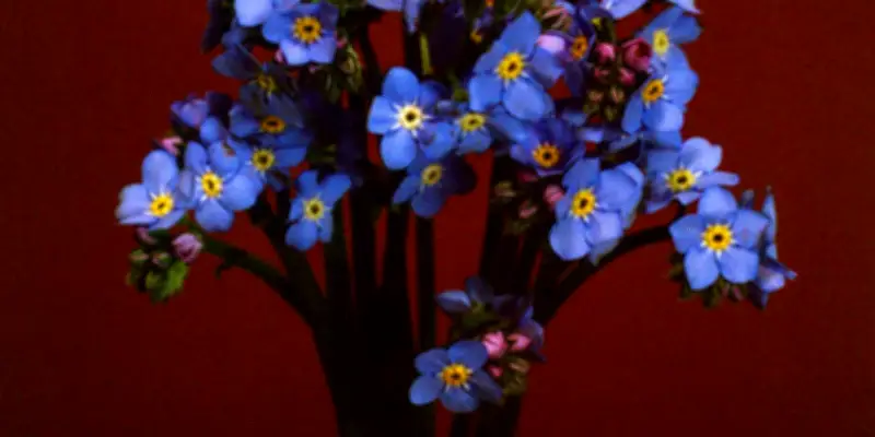 Trois fleurs printanières à offrir pour les beaux jours