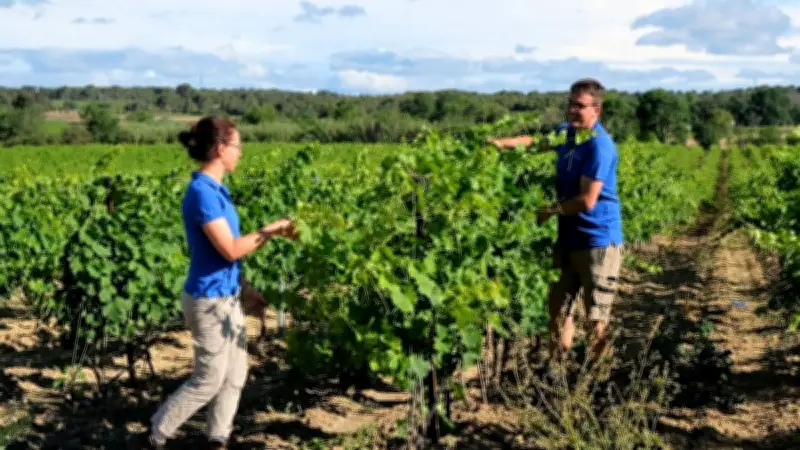 Trois vins blancs du bassin de Thau distingués parmi les cuvées ambassadrices 2026 des Pays d'Oc