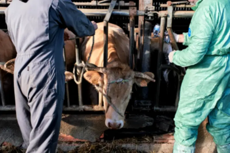Tuberculose bovine : l'État répond aux critiques de la Chambre d'agriculture