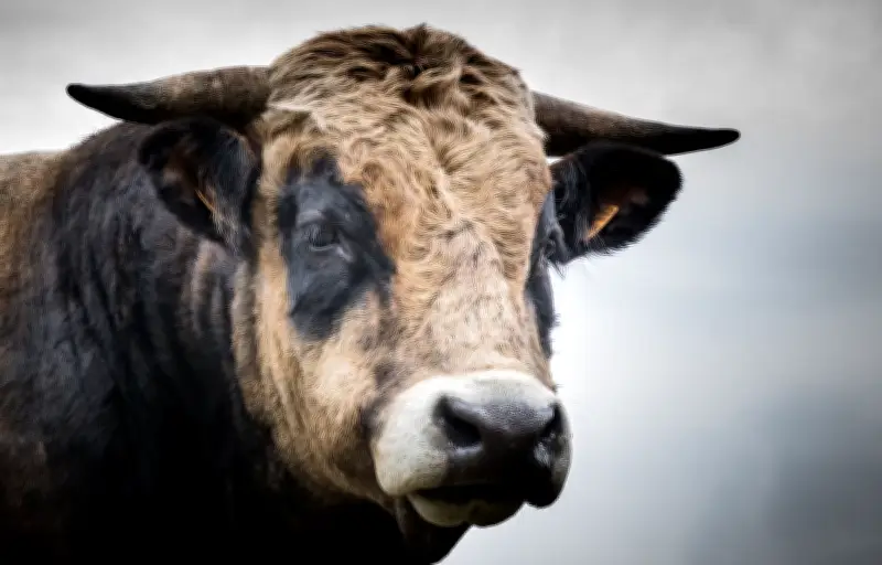 Un agriculteur de l'Ain retrouvé mort dans son exploitation, un taureau à proximité