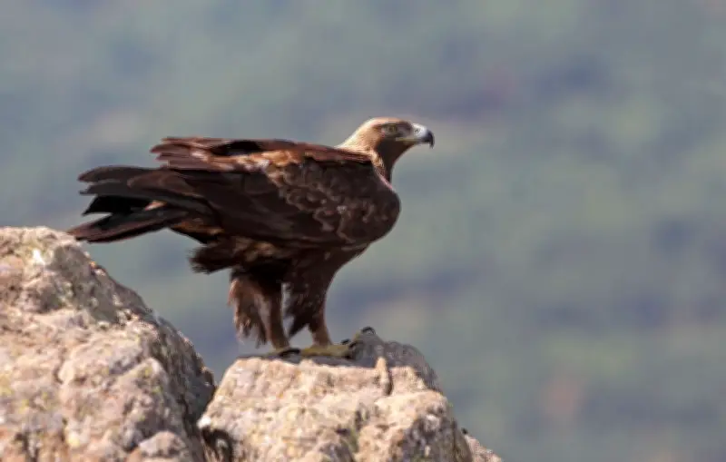 Un aigle prisonnier de glace : une vidéo virale révélée comme un deepfake