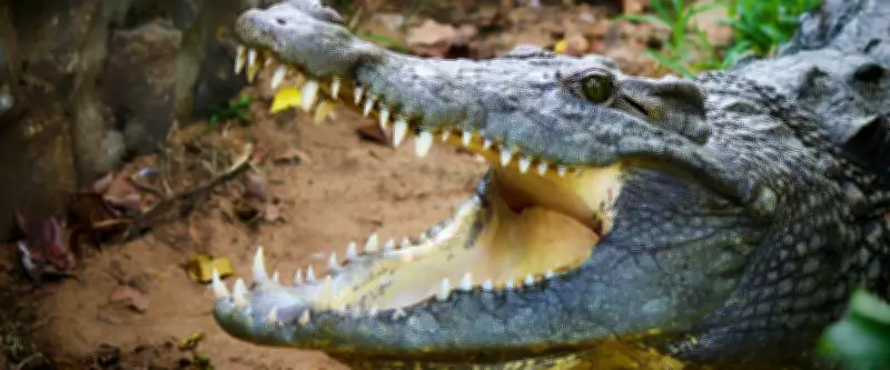 Un alligator de 4 mètres attaque des kayaks en Floride, le site fermé
