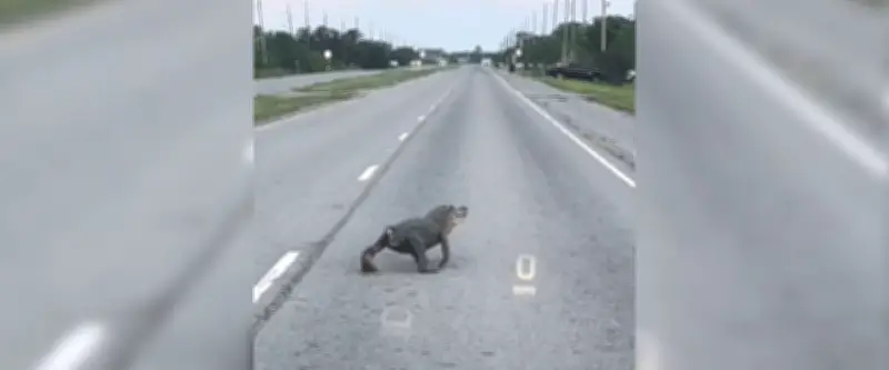Un alligator sans queue traverse une route en Louisiane, la vidéo devient virale