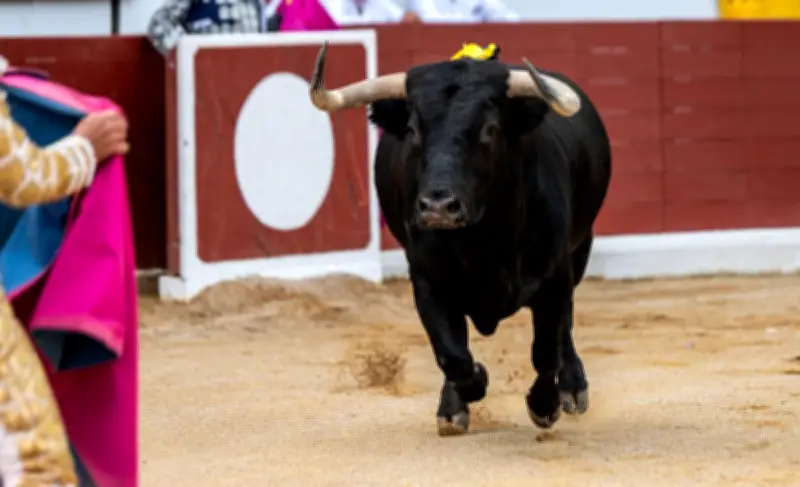 Un ancien matador meurt encorné lors des préparatifs d'une corrida picassienne à Malaga
