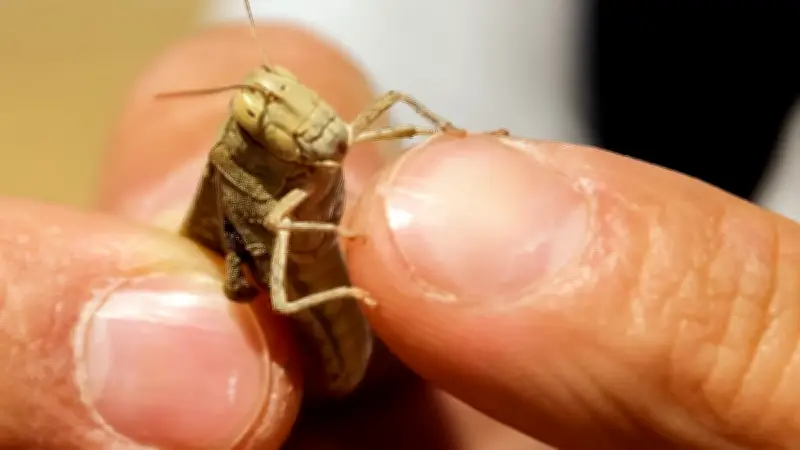 Un Britannique de 19 ans survit 10 jours dans la jungle thaïlandaise en mangeant des insectes