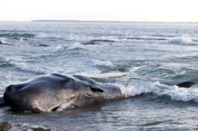 Un cachalot de 12 mètres meurt après son échouage sur une plage de Loire-Atlantique