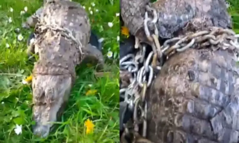 Un cadavre de crocodile enchaîné et lesté découvert dans un canal du Nord