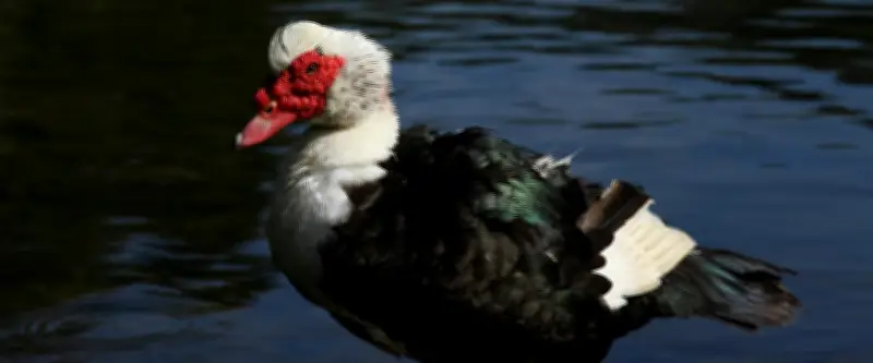 Un canard de Barbarie terrorise un quartier en Floride