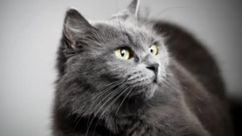 Un chat expédié par colis postal : son propriétaire condamné pour cruauté envers les animaux