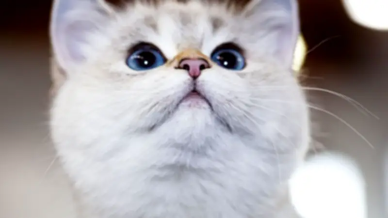 Un chat vendu 35 euros sur Vinted : l'alerte d'une association