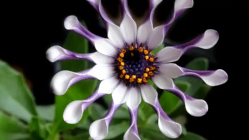 Un chercheur pleure de joie en découvrant la fleur rare qu'il cherchait depuis 13 ans