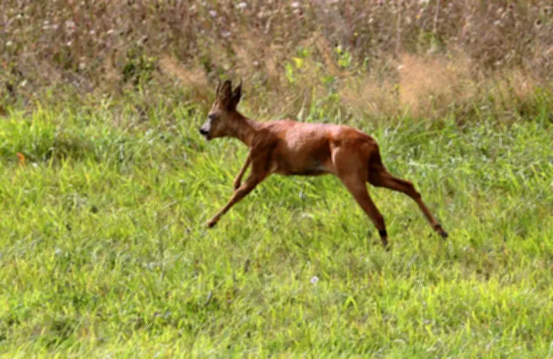 Un chevreuil aperçu puis disparu dans un parc de Saint-Jean-de-Luz