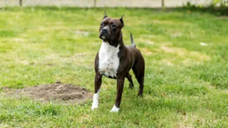 Un chien retrouvé enfermé dans une voiture en plein soleil à Vernon, son pronostic vital engagé