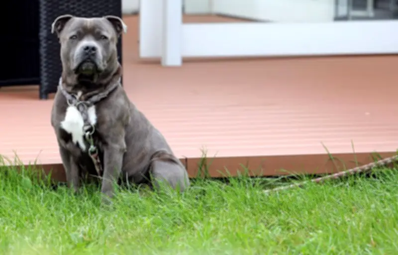 Un chien sauvé d'une voiture en plein soleil à Vernon, son pronostic vital engagé