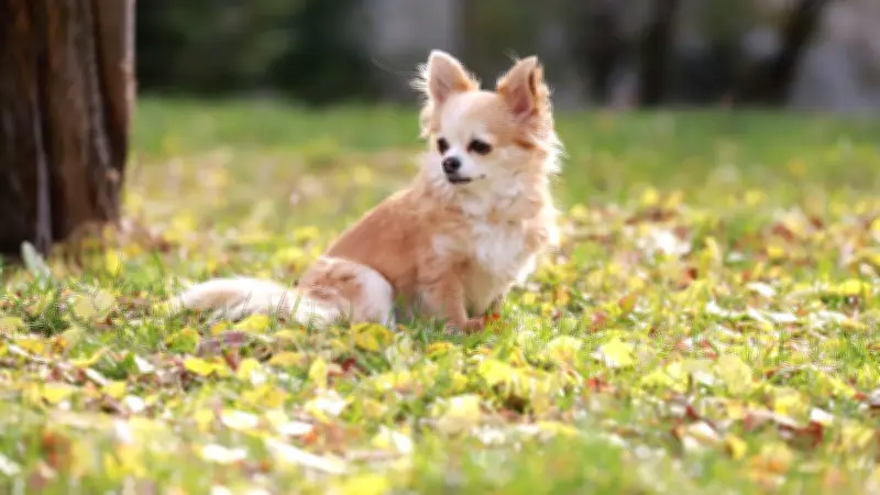Un chihuahua en pleine santé sauvé de l'euthanasie car son maître en avait « marre »
