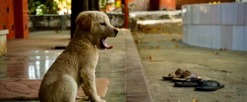 Un chiot sauve 67 personnes d'un glissement de terrain en Inde