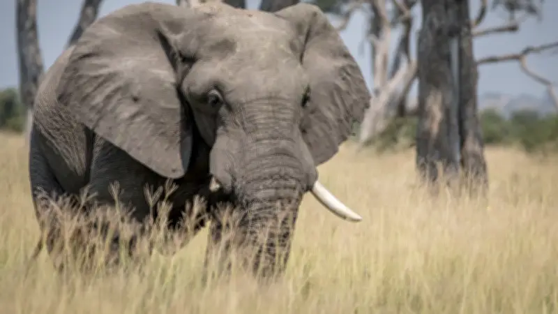Un guide de safari sud-africain piétiné à mort par un éléphant