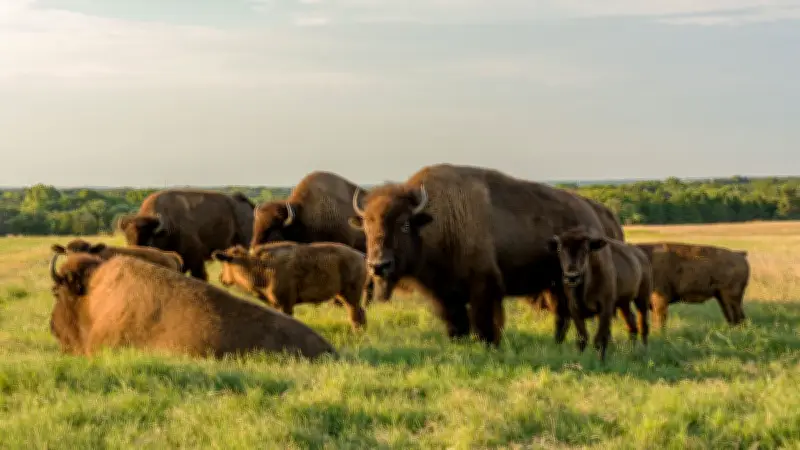 Un homme encorné par un bison dans le parc de Yellowstone