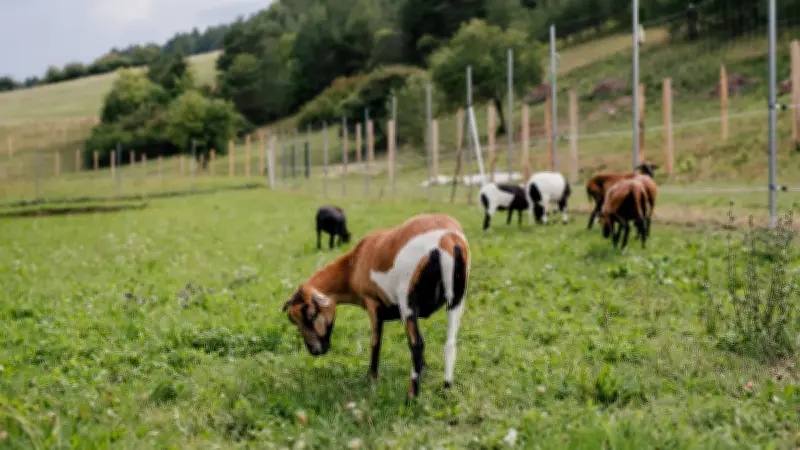Un jeune de 19 ans interpellé pour viols sur animaux après pièges photos d'éleveurs