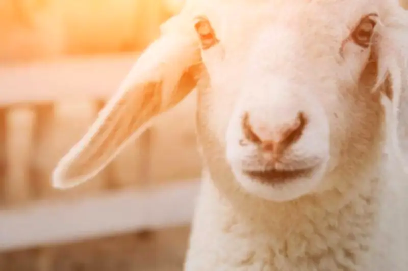 Un éleveur de la Nièvre protège ses brebis des loups grâce à des colliers répulsifs innovants