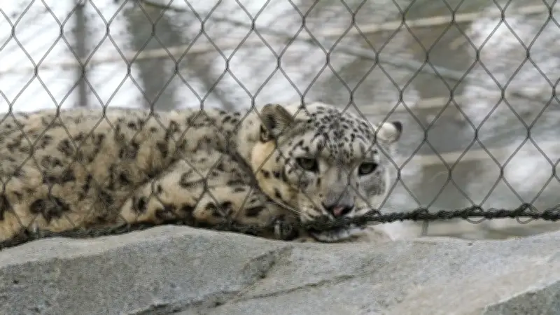 Un léopard s'échappe et tue un soigneur au zoo biblique de Jérusalem