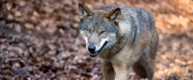 Un loup en fuite en Corée du Sud : une école fermée, des recherches intensives