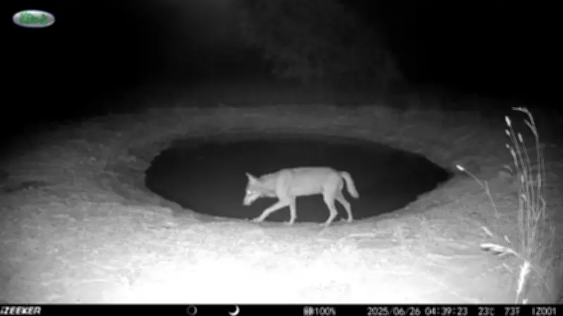 Un loup solitaire filmé en pleine nuit dans l’Hérault