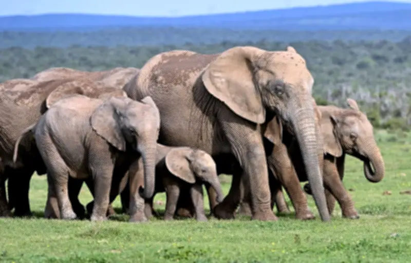Un millionnaire américain tué par un éléphant au Gabon lors d'une chasse