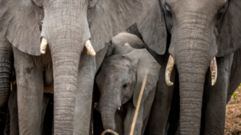 Un millionnaire chasseur piétiné à mort par des éléphants au Gabon