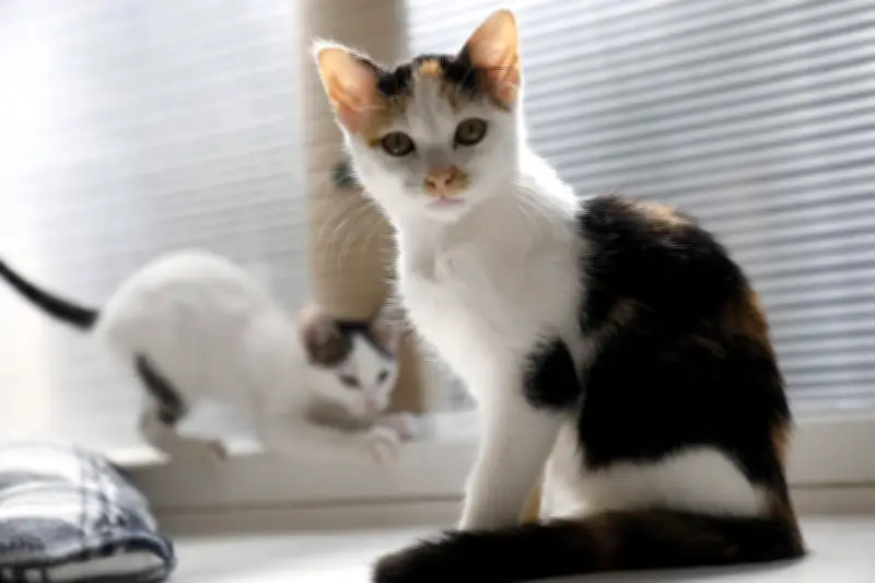 Un nouveau traitement contre l'insuffisance rénale chronique chez le chat