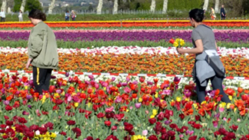 Un océan de tulipes en Provence : le Domaine Martin de Grangeneuve ouvre ses portes