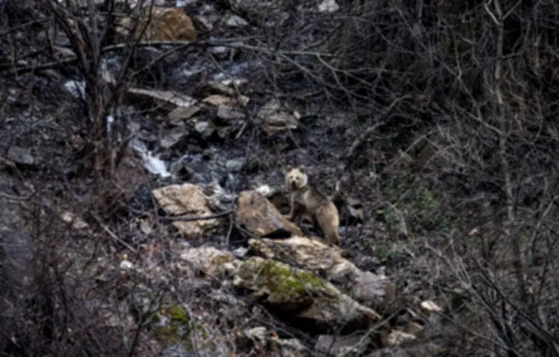 Un ours brun surpris en balade sur les pistes de Guzet en Ariège