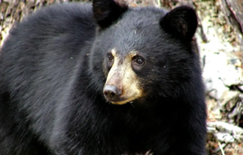 Un ours noir capturé dans un arbre à Albany, sauvé par les autorités