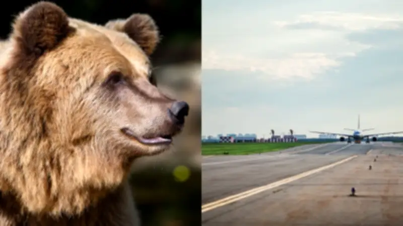 Un ours sur la piste d'un aéroport japonais provoque l'annulation de vols