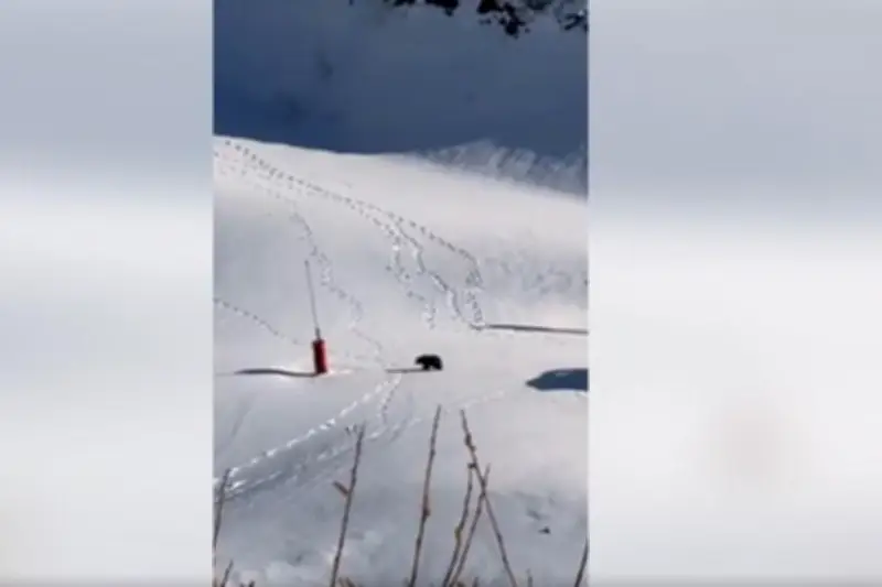 Un ours traverse une piste de ski à Guzet : rencontre magique dans les Pyrénées