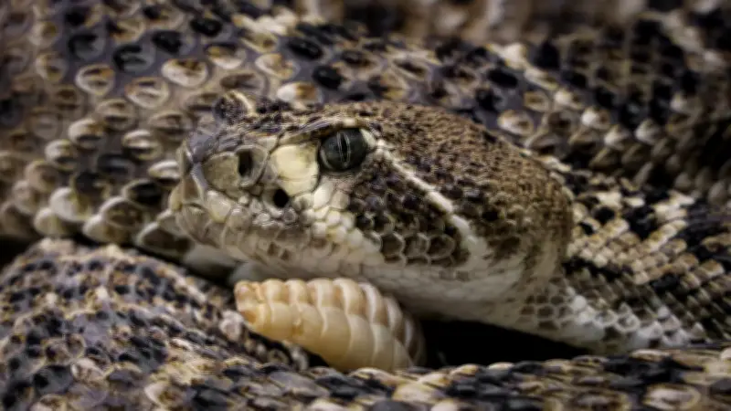 Un passager arrêté à Bombay avec des dizaines de serpents venimeux dans ses bagages