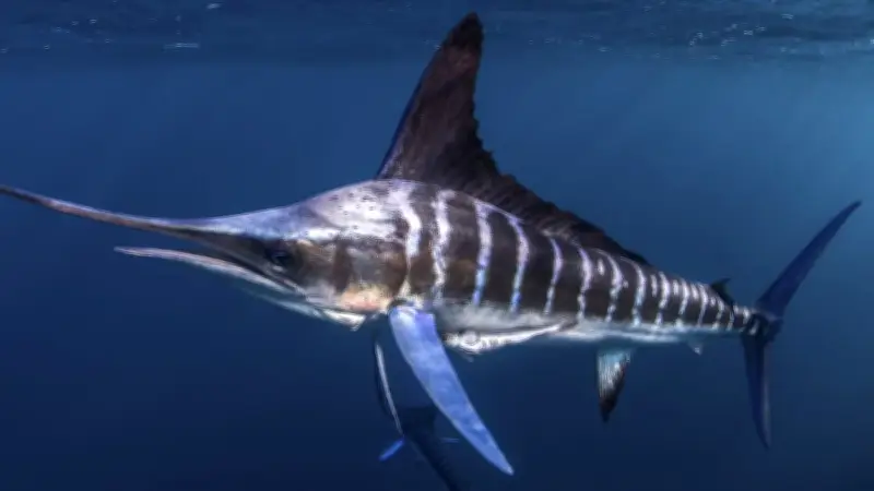 Un pêcheur blessé par un marlin : le bec transperce son crâne