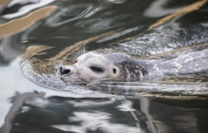 Un phoque bloque une route australienne pour une sieste impromptue