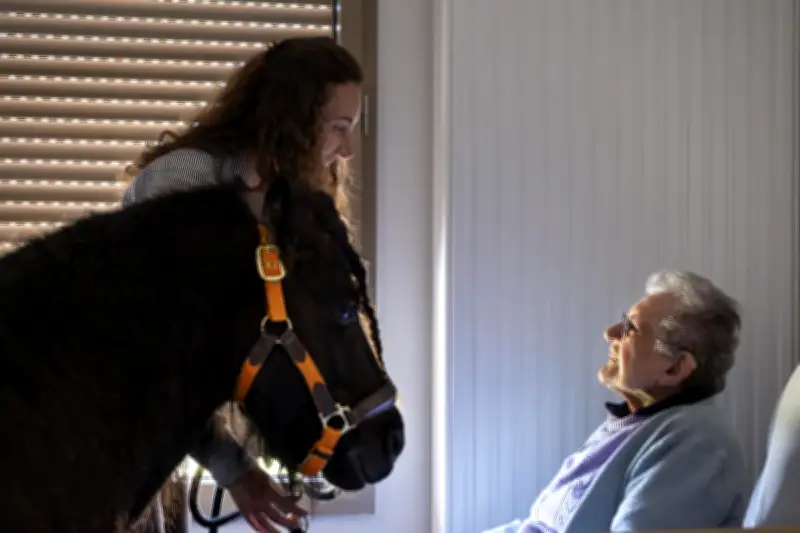 Un poney shetland illumine les journées des résidents d'un Ehpad landais