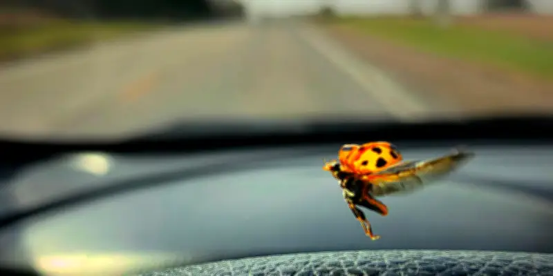 Un projet citoyen mesure le déclin des insectes via les plaques d'immatriculation