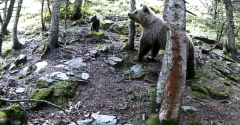 Un randonneur filme le premier ourson 2024 dans les Pyrénées ariégeoises
