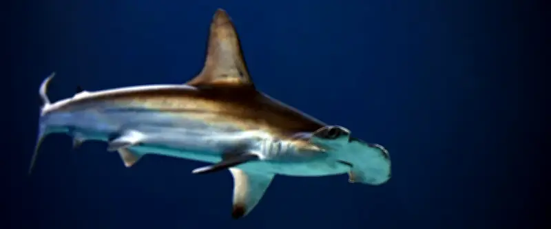 Un requin-marteau s'écrase sur un parcours de disc golf en Caroline du Sud