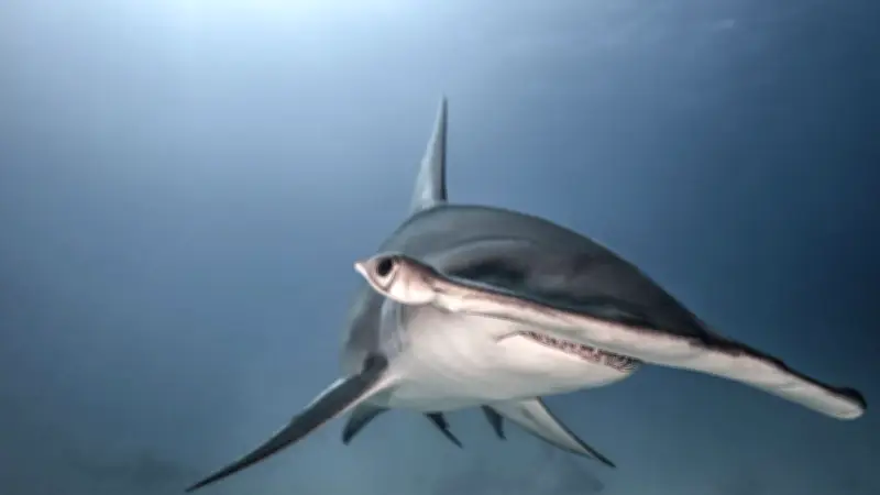 Un requin-marteau tombe du ciel sur un terrain de disc golf