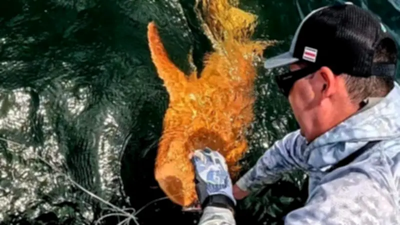 Un requin à peau orange observé au Costa Rica : une étude révèle un cas rare de xanthisme
