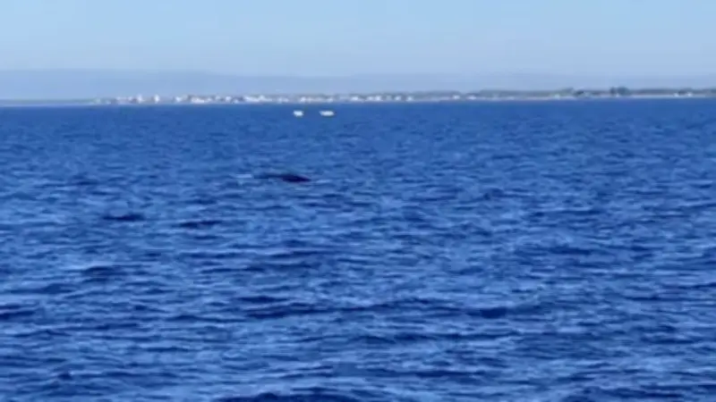Un rorqual commun de 15 mètres observé au large du Cap d'Agde